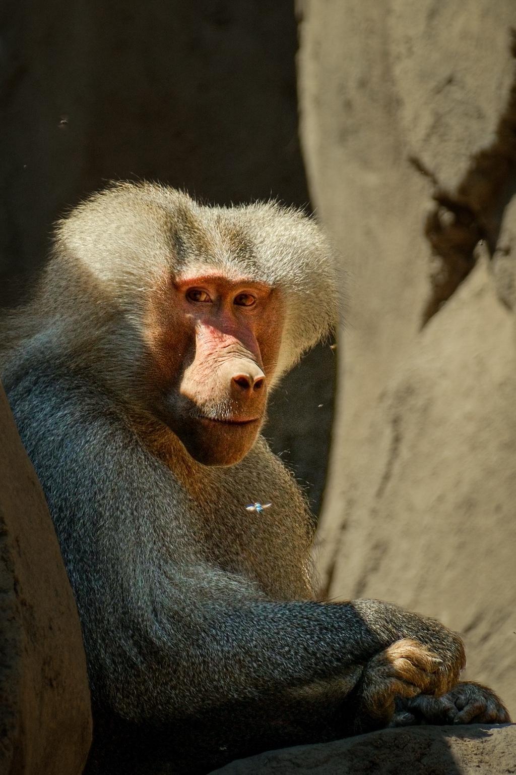 A baboon sits in sunlight beside a rock